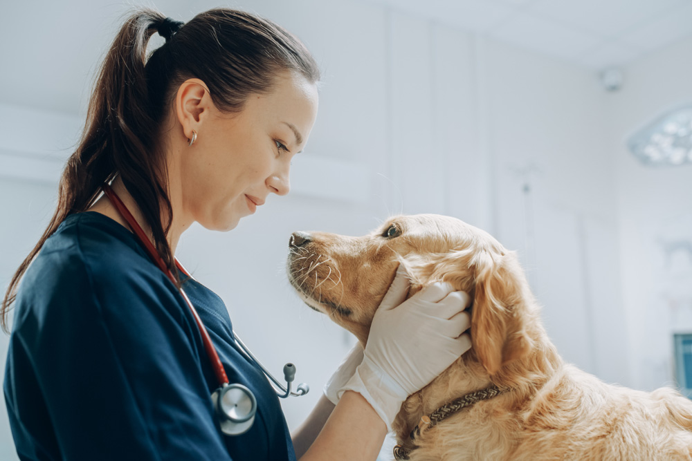 A veterinarian in navy scrubs and gloves gently holds a golden retriever's head, looking at the dog with a soft expression. The setting appears to be a veterinary clinic with bright lighting.