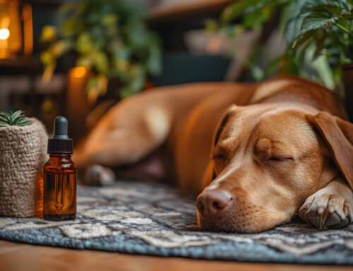 Top Signs Your Pet May Benefit from a Holistic Approach