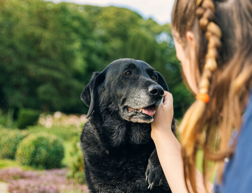 Senior Pet Care: What Your Older Pet Needs to Stay Healthy and Comfortable