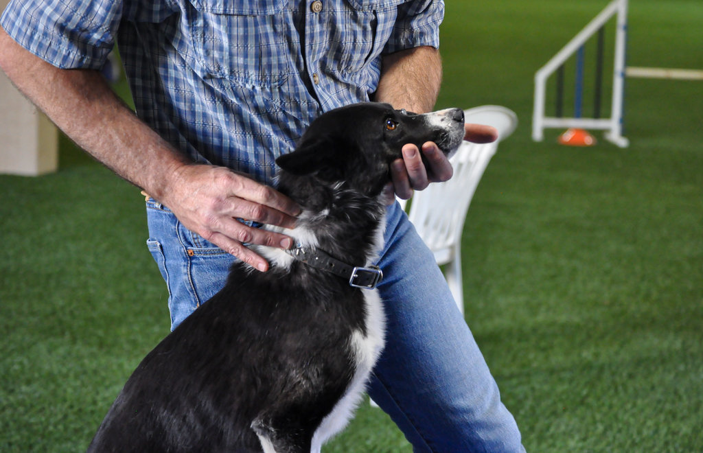 A person in a plaid shirt and jeans gently holds the head of a black and white dog, possibly during a training or agility session on artificial grass with equipment visible in the background.