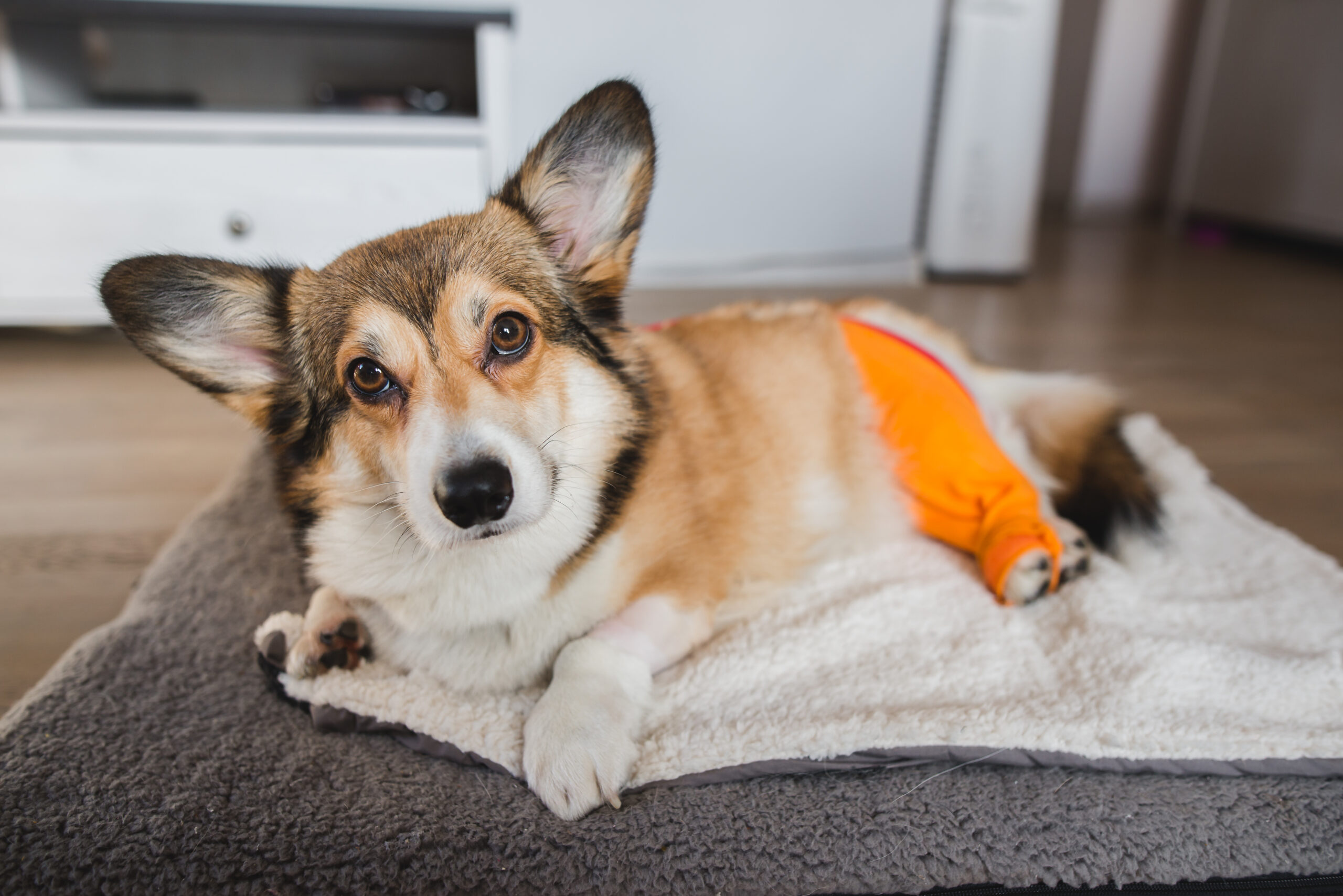 welsh corgi pembroke dog after a knee TPLO surgery, due to a CCL rapture, with a shaved leg A corgi with an orange bandage on its hind leg lies on a soft, gray and white blanket indoors, looking up with alert, gentle eyes.