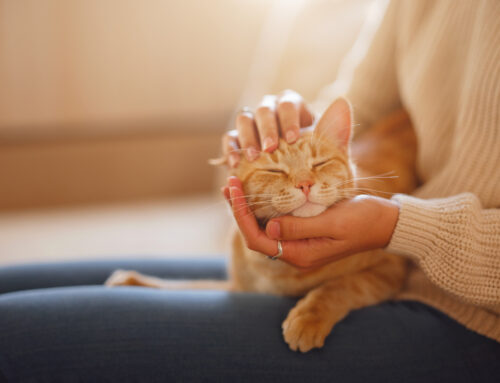 Caring for Your Aging Pet: A Guide to Monitoring Comfort and Well-Being