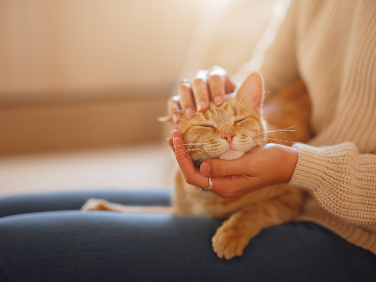 woman resting with cat on sofa at home