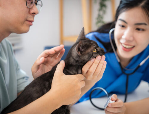 Environmental Toxins and Your Pet: What Are Some Hidden Household Dangers You Should Know?