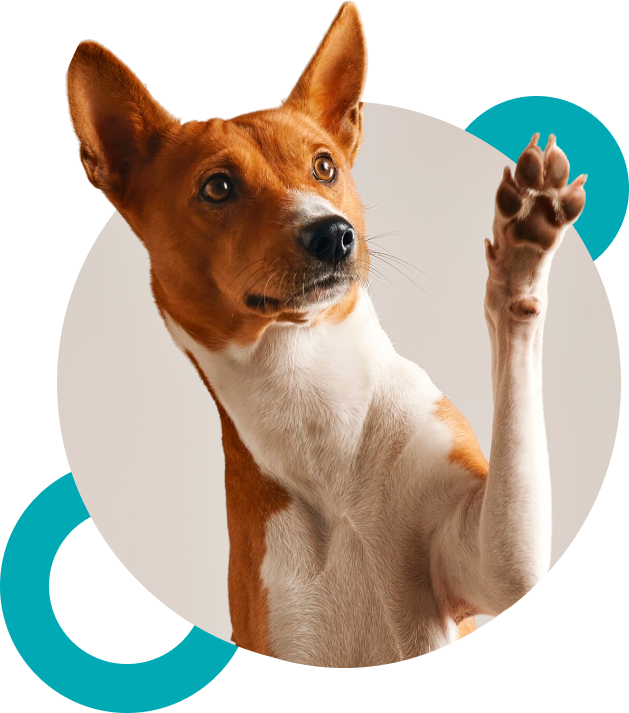 A brown and white dog with pointed ears raises its front paw, appearing to wave. The dog is set against a light background with teal circular graphic elements.