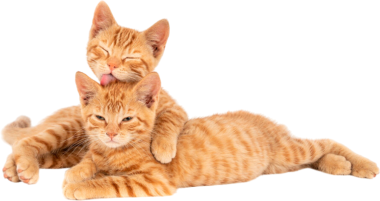 Two orange tabby kittens lying close together, with one kitten licking the head of the other while resting its paw on its companion's back. Both kittens have relaxed, content expressions.