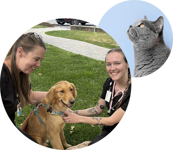 Two smiling women in scrubs sit on grass, gently petting a golden retriever. In a separate circle, a gray cat looks upward against a light blue background.