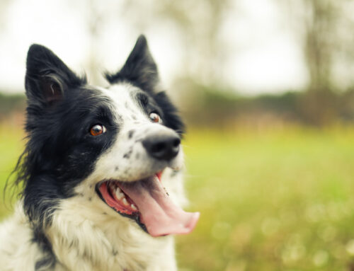 6 Signs Your Dog is Overheating