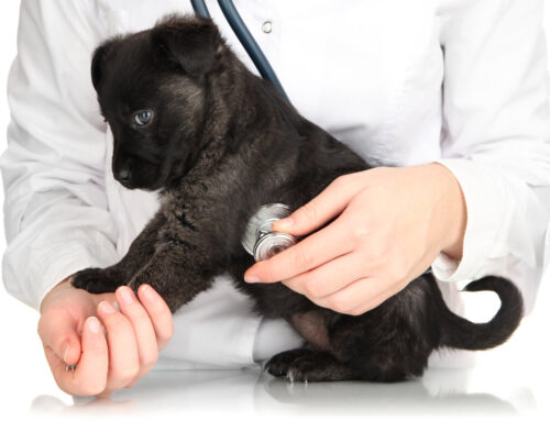 Choosing the Best Age to Spay or Neuter Your Dog