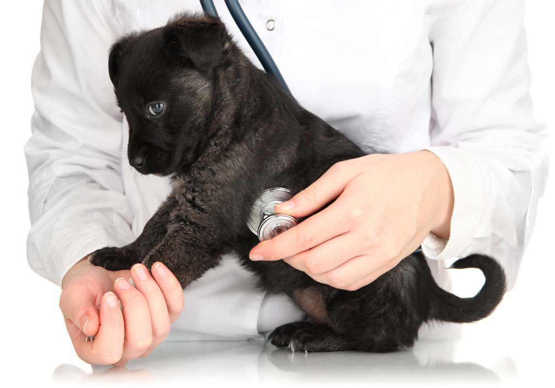 A veterinarian in a white coat uses a stethoscope to examine a small black puppy’s chest while gently holding its front leg.