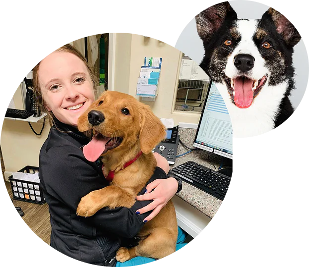 A smiling woman hugs a happy golden retriever puppy in an office setting; nearby, a separate circular image shows a black and white dog with its tongue out.