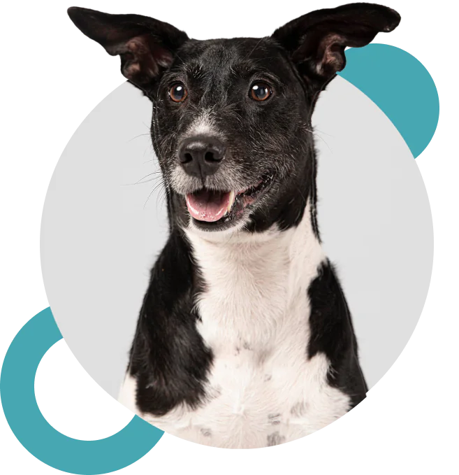 A black and white dog with upright ears and a happy expression sits in front of a light gray background with teal geometric shapes.