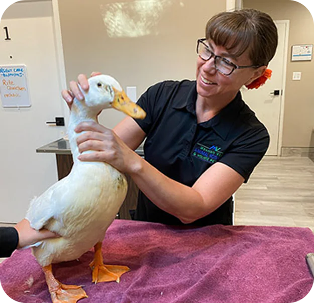 A smiling woman wearing glasses examines a white duck on a purple towel in a veterinary clinic. The duck is standing on a table while another person gently holds its side.