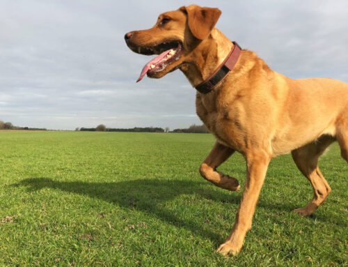 Limping in Dogs: When It’s an Urgent Care Situation vs. When to Schedule a Regular Appointment