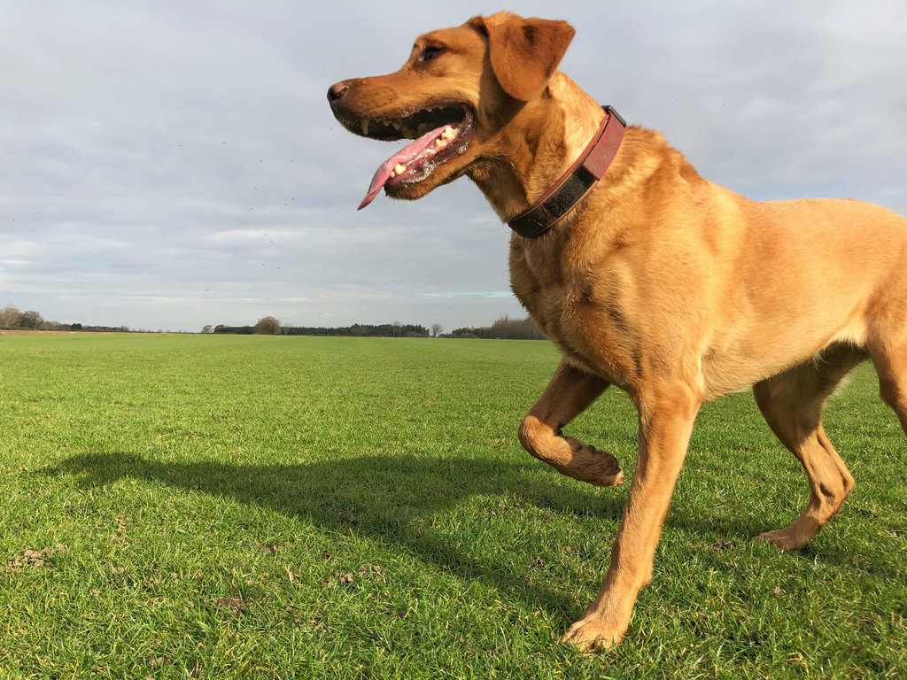 A brown dog with a red collar walks on green grass in a wide, open field under a cloudy sky, its mouth open and tongue out, looking happy and energetic.