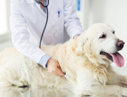 Holistic Approaches to Soothing Your Pet’s Upset Stomach