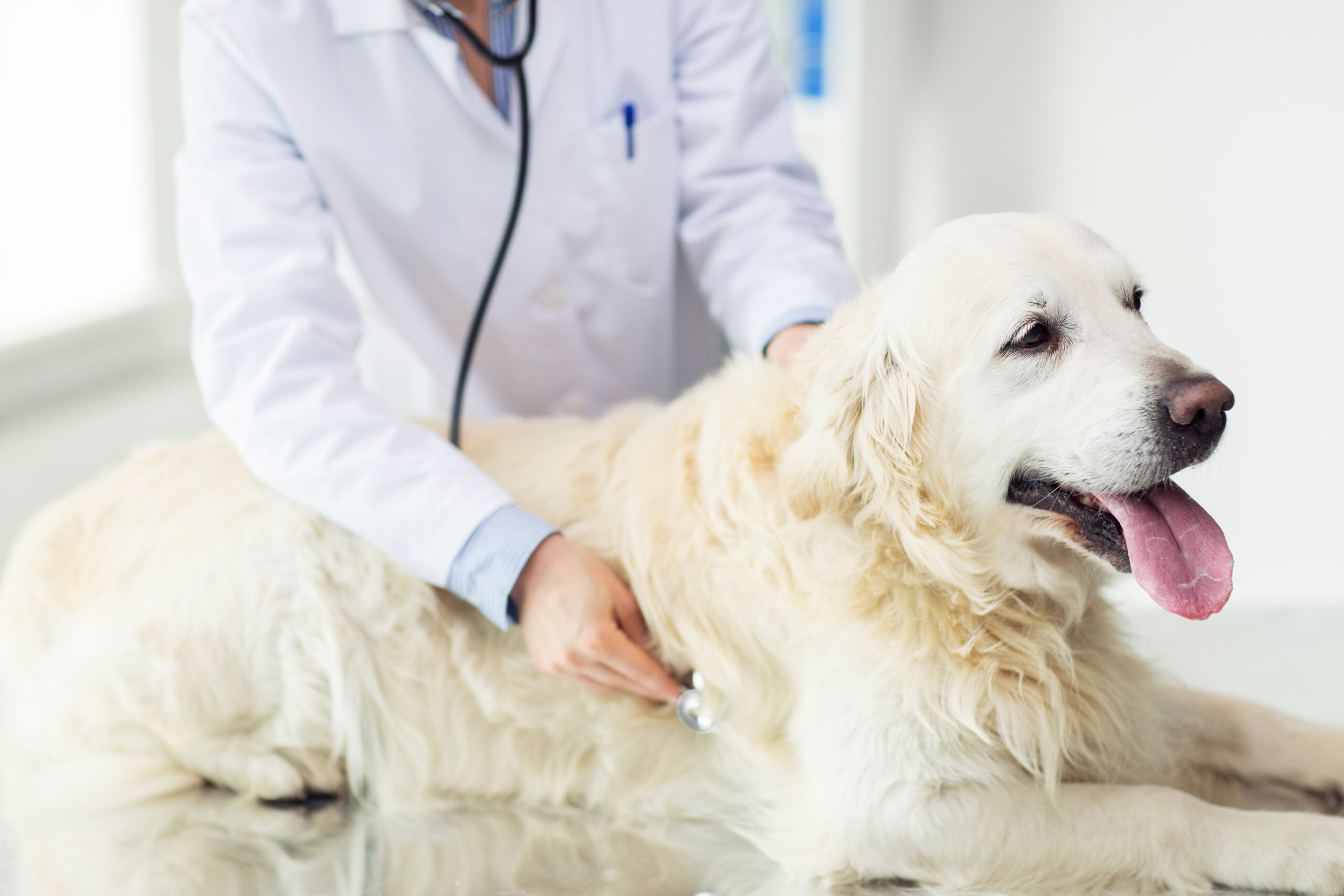 A veterinarian in a white coat uses a stethoscope to examine a relaxed, light-colored Golden Retriever lying on a table in a bright clinic.
