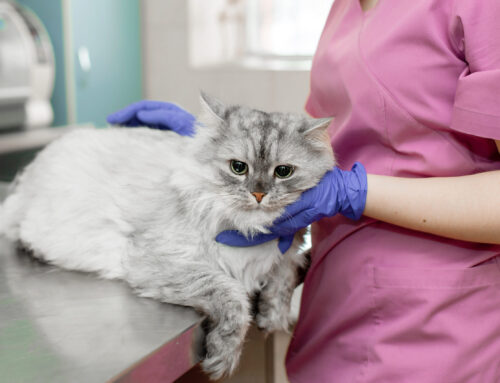 What Are the Dangers of Dehydration in Vomiting Pets: What Every Owner Should Know