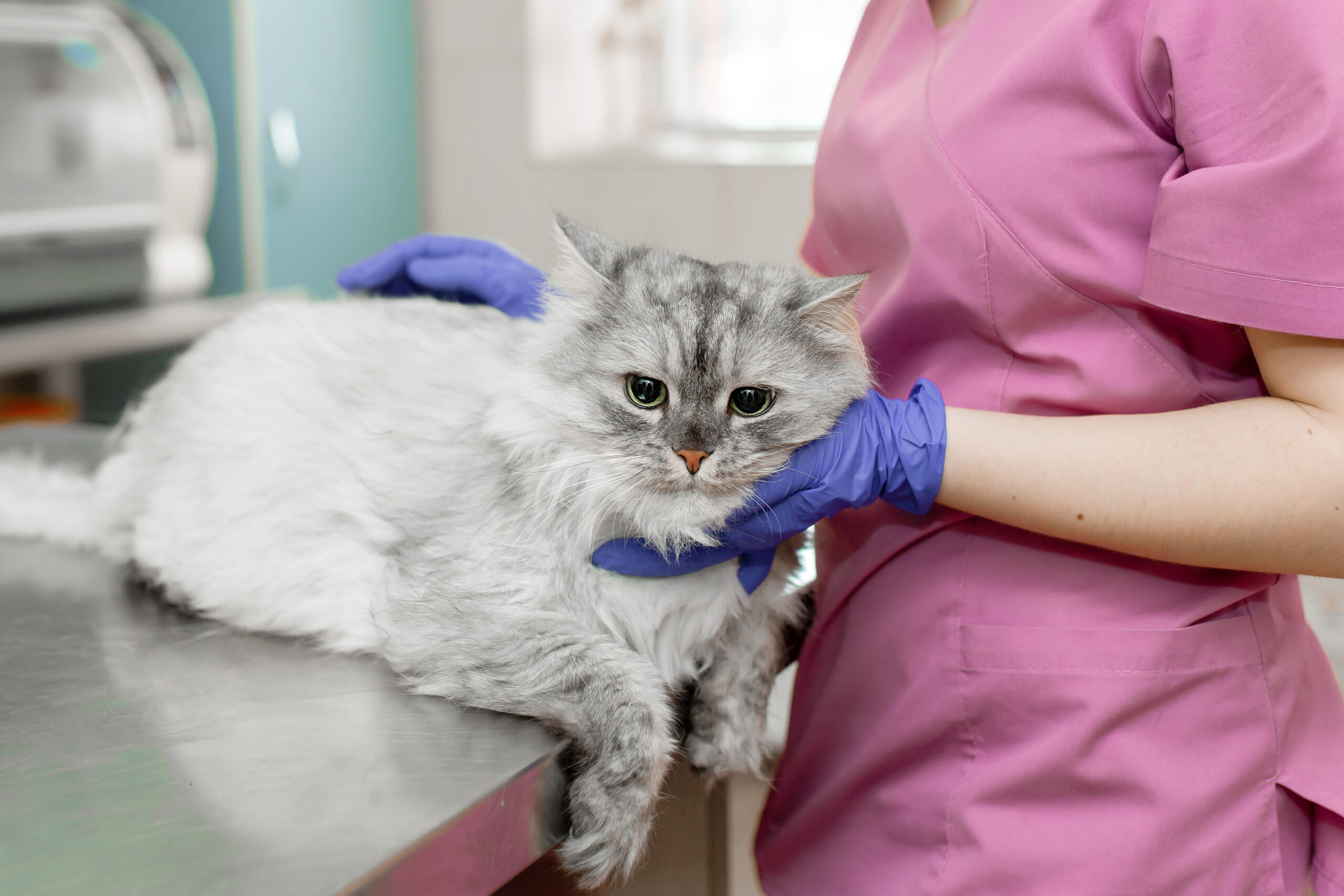 A fluffy gray cat lies on a metal examination table while a person in pink scrubs and blue gloves gently holds its head, suggesting a veterinary checkup.