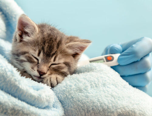 The Numbers Behind Pet Health: Eye-Opening Statistics Every Pet Owner Should Know