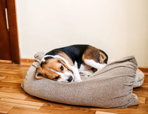 Pet Diarrhea Red Flags: Knowing When to Seek Treatment