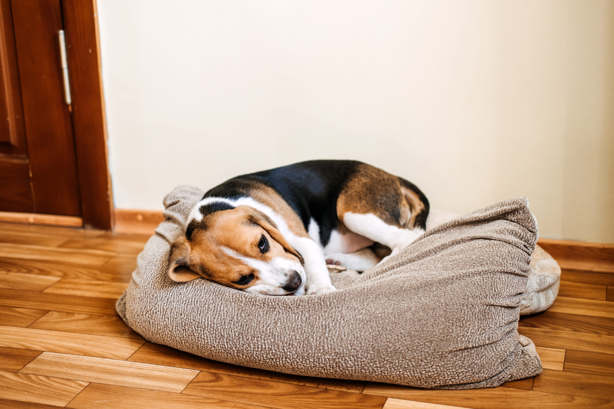 A beagle dog is lying curled up on a soft, beige dog bed on a wooden floor, resting its head and looking forward with a calm expression. A cream-colored wall and wooden door are in the background.