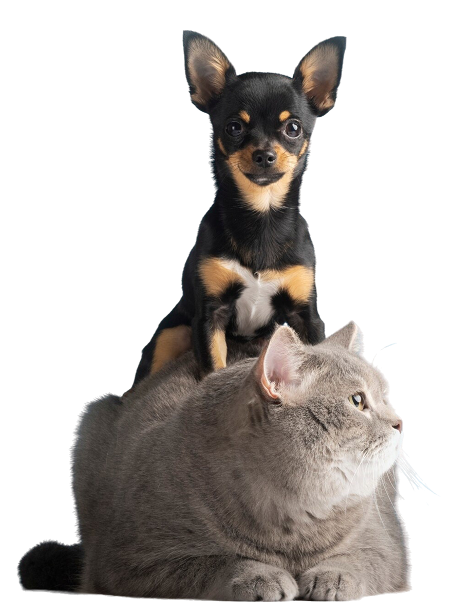 beautiful-pet-portrait-small-dog-cat 1 (1) A small black and tan Chihuahua sits on top of a large gray cat. The cat looks off to the side while the dog faces forward, both against a white background.
