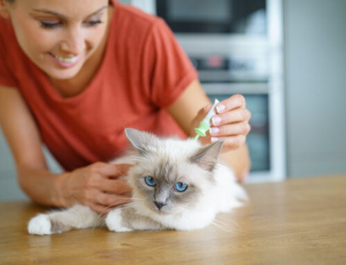 Flea Prevention Tips for Multi-Pet Households