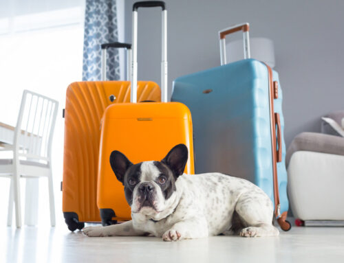 Travel Flea Prevention: Protecting Your Pet During Trips and Boarding