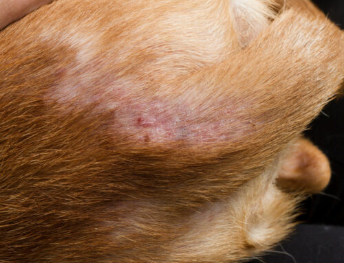 Spider Bites vs. Flea Bites on Pets: How to Tell the Difference and When to Worry