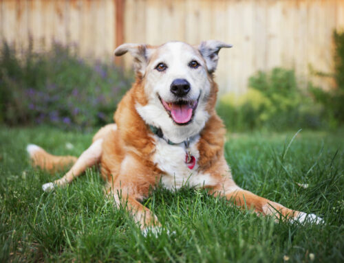 Back Leg Weakness in Senior Pets