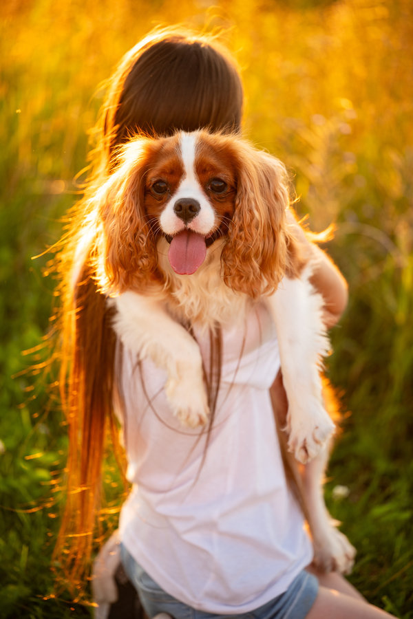 Teenage girl spends evening with her pet outside. Woman holds dog tenderly, hugging it and stroking it as sun sets. Owner lovingly holds spaniel in her arms. Pet care concept. A person with long brown hair holds a happy Cavalier King Charles Spaniel in their arms outdoors, with sunlight illuminating the grass and the dog’s fur.