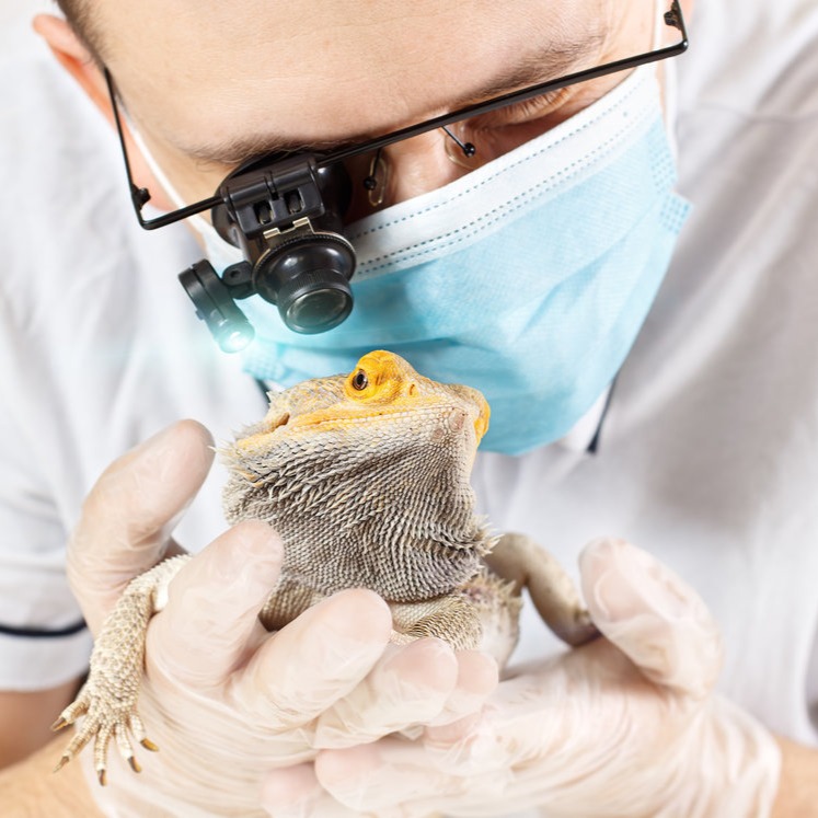 Veterinarian examining a bearded dragon with a magnifier