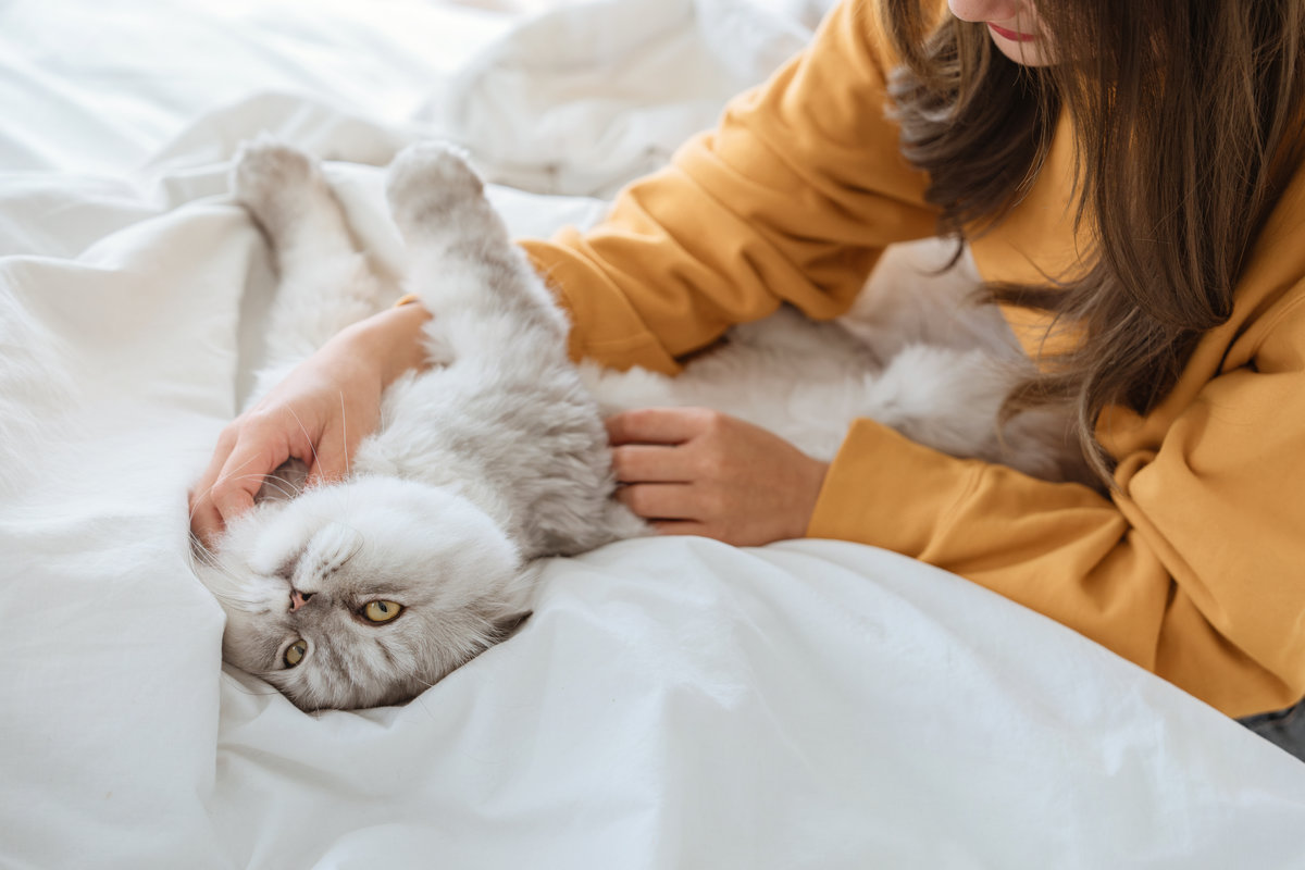 Owner gently massaging a fluffy gray cat