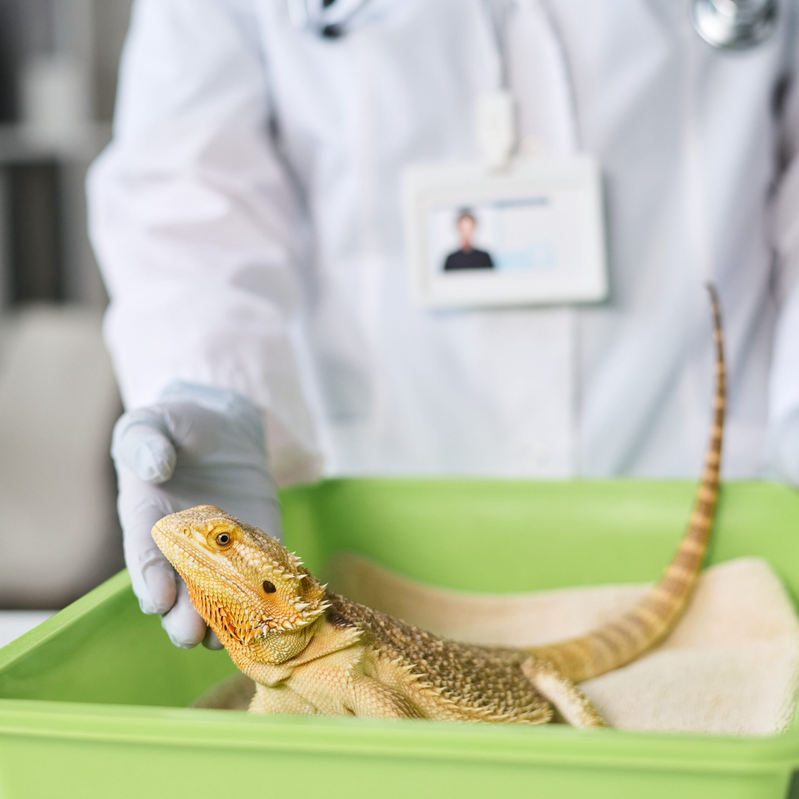 Veterinarian with an animal carrier examining a lizard