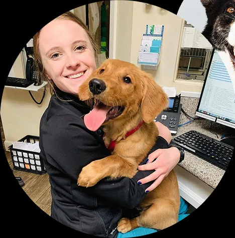 Mountain View Animal Hospital staff member holding golden retriever in office
