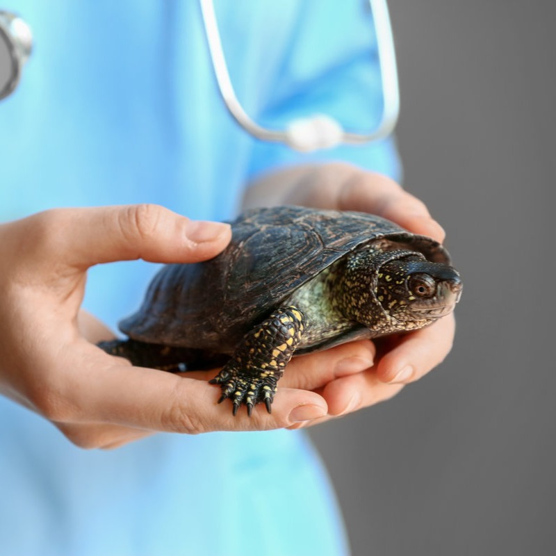 Veterinarian examining a turtle in the clinic