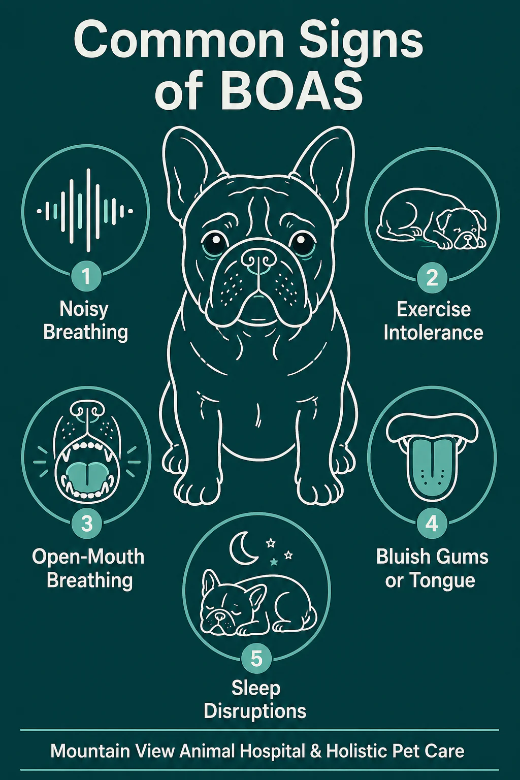 Infographic_Brachycephalic Obstructive Airway Syndrome (BOAS) What Every Bulldog Owner Should Know