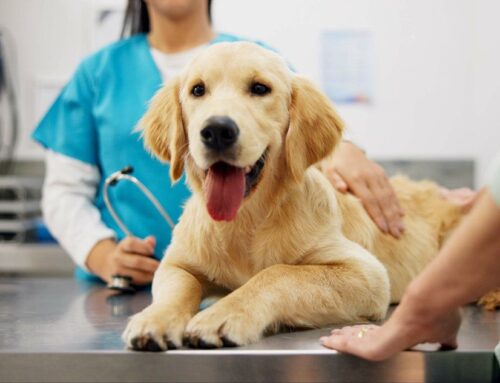 What to Do if Your Pet Eats Something Toxic: A Step-by-Step Guide