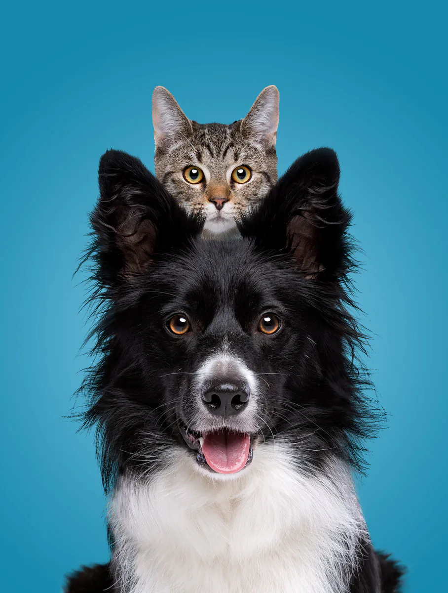 border collie dog portrait with a hiding cat behind border collie dog portrait with a hiding cat behind in front of a blue background